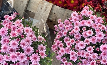 Őszi virágok és krizantémok: A Kocsis Flora Kertészet kínálata az őszi szezonra