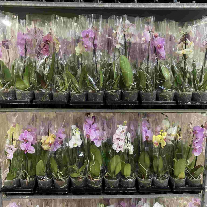 Akciós Orchidea / Phalaenopsis