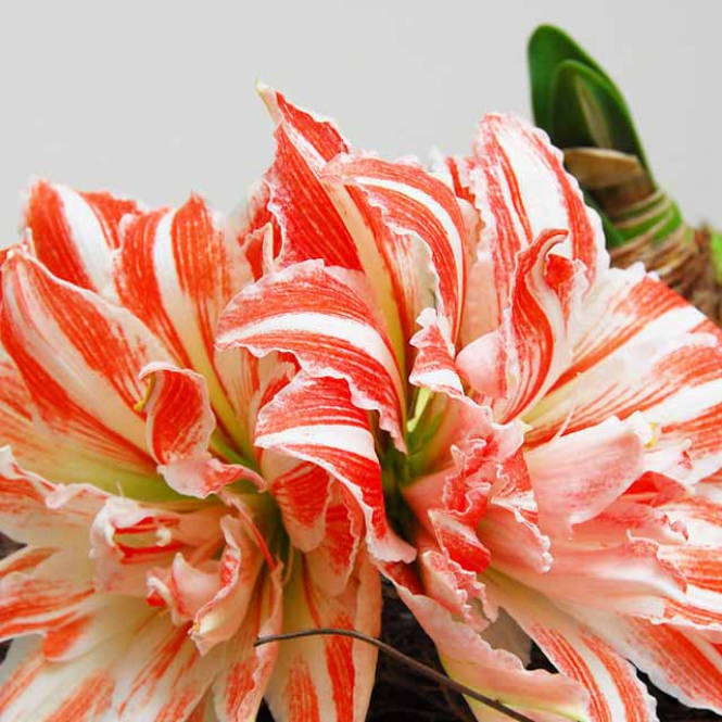 AMARYLLIS  HIPPEASTRUM LOVAGCSIILLAG - Cirmos