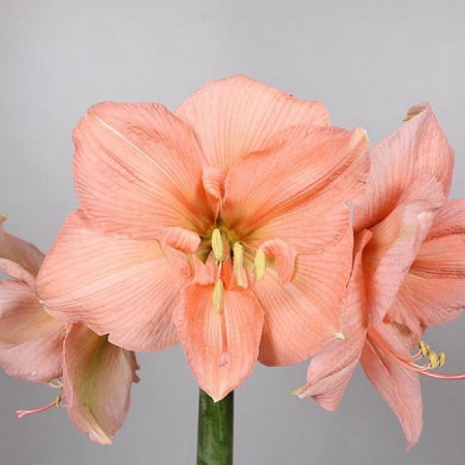 AMARYLLIS  HIPPEASTRUM LOVAGCSIILLAG-Rózsaszín