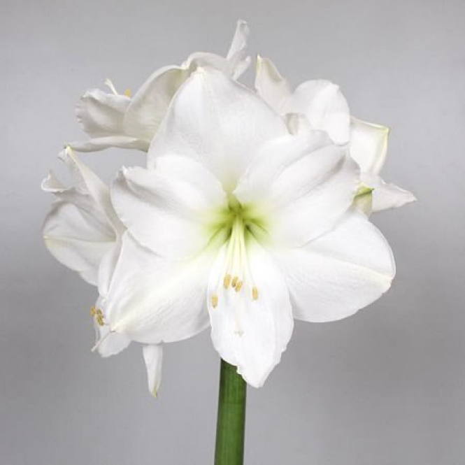 AMARYLLIS  HIPPEASTRUM LOVAGCSILLAG - Fehér