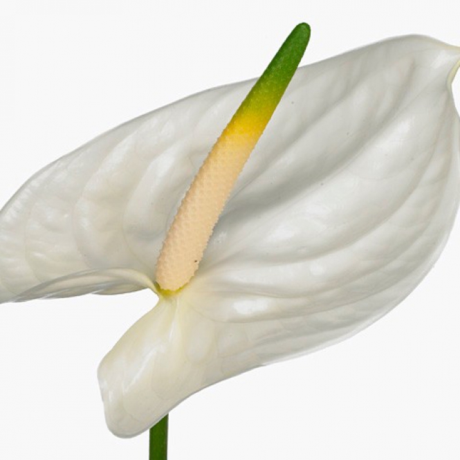 Anthurium - Flamingóvirág -  Adina - Fehér