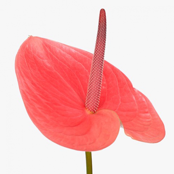 Anthurium - Flamingóvirág -Candy - Rózsaszín