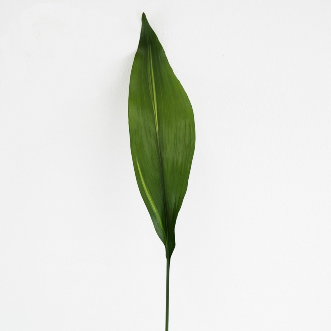 Aspidistra