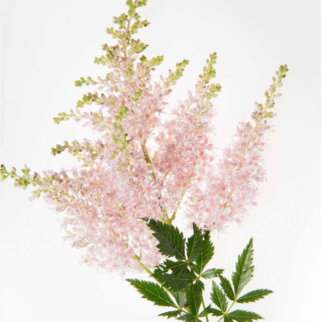 ASTILBE RÓZSASZÍN