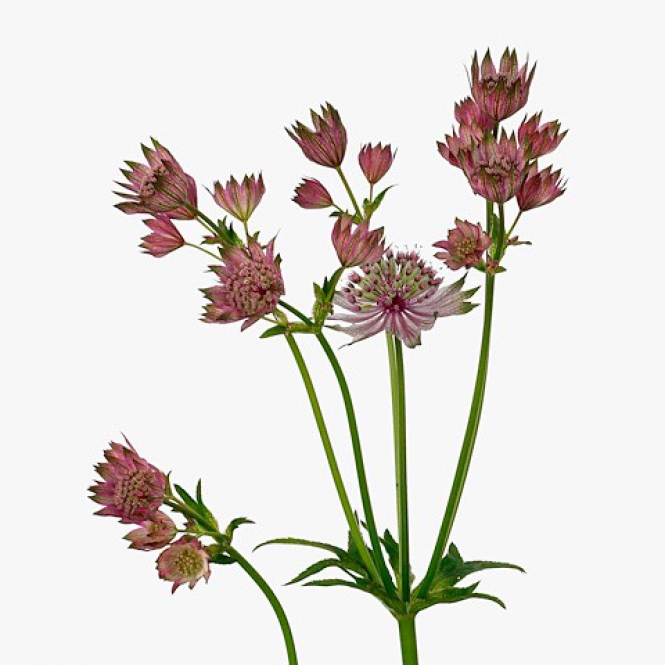 Astrantia - Völgycsillag - Bordó