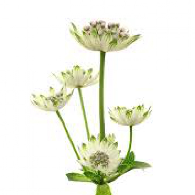 Astrantia - Völgycsillag- Fehér