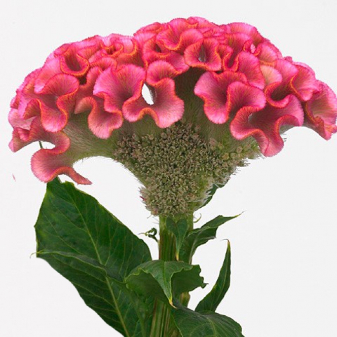 Celosia - Kakastaréj - Rima - Ciklámen