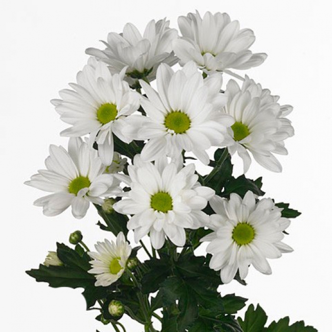 Chrysanthemum-Krizantém- Bacardi - Fehér
