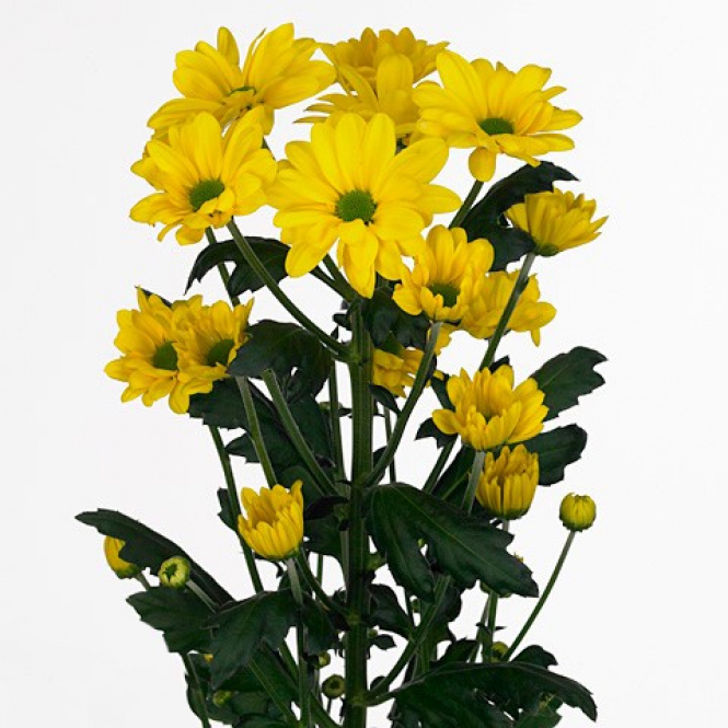 Chrysanthemum-Krizantém- Celebrate - Sárga