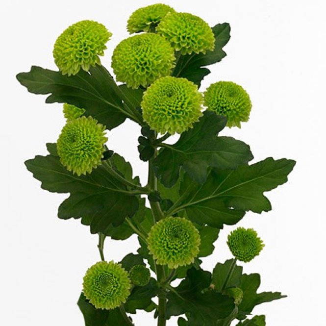 Chrysanthemum-Krizantém- Code Green - Zöld