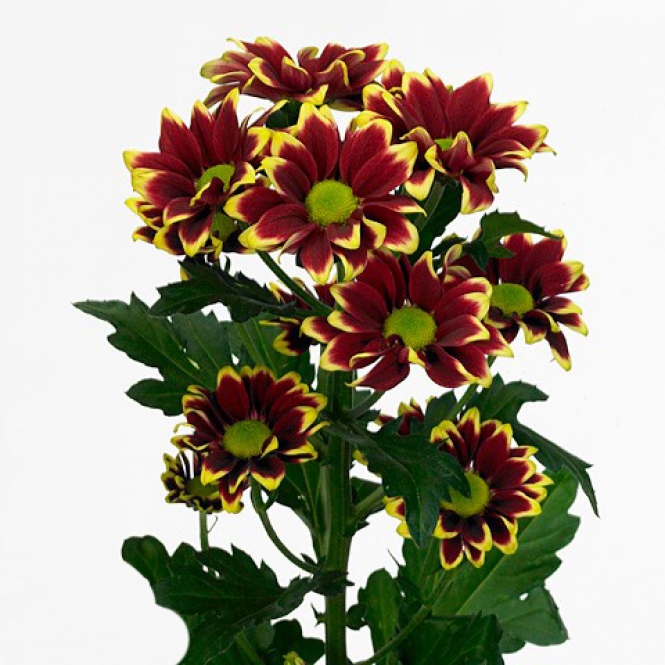 Chrysanthemum-Krizantém- Haydar Yellow - Lila, sárga