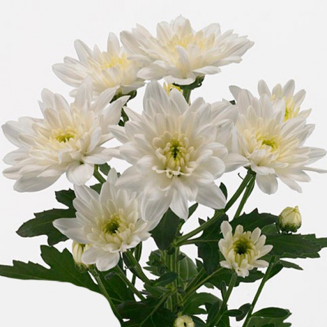 Chrysanthemum-Krizantém- Pina Colada - Fehér