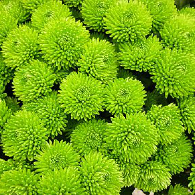 Chrysanthemum-Krizantém - Santini Country - Zöld