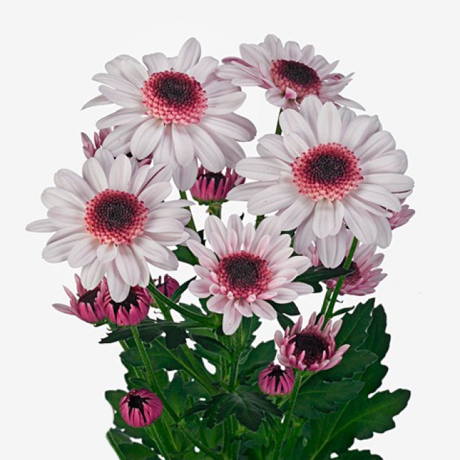 Chrysanthemum-Krizantém- Stressa - Rózsaszín