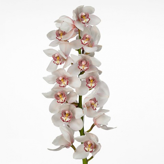 Cymbidium-Avalanche