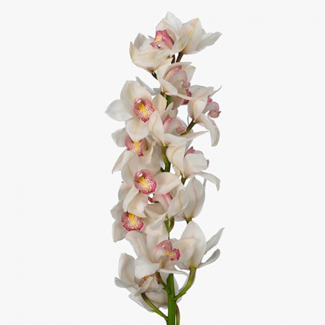 Cymbidium - Orchidea - Fehér