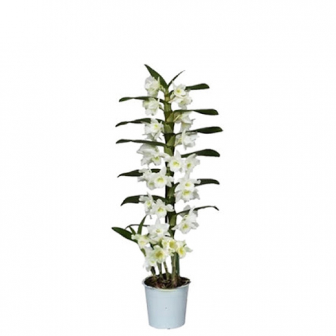 DENDROBIUM APOLLON WHITE