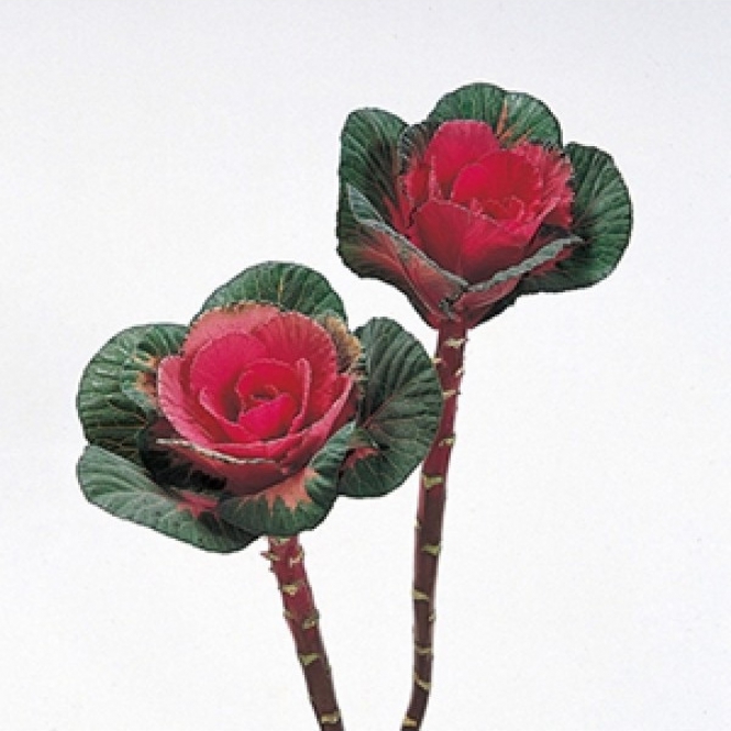 DÍSZKÁPOSZTA - BRASSICA PIROS / LILA