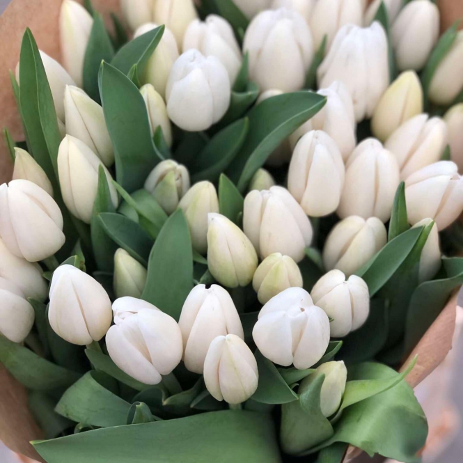 Fehér tulipán