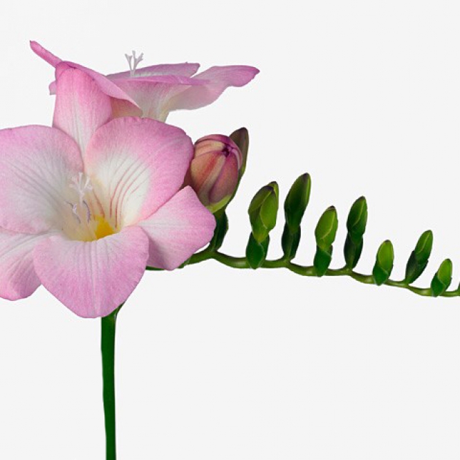 Frézia - Honeymoon -Világos rózsaszín