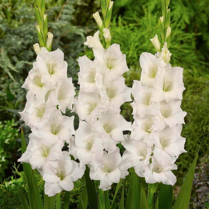 Gladiolus virághagyma - fehér