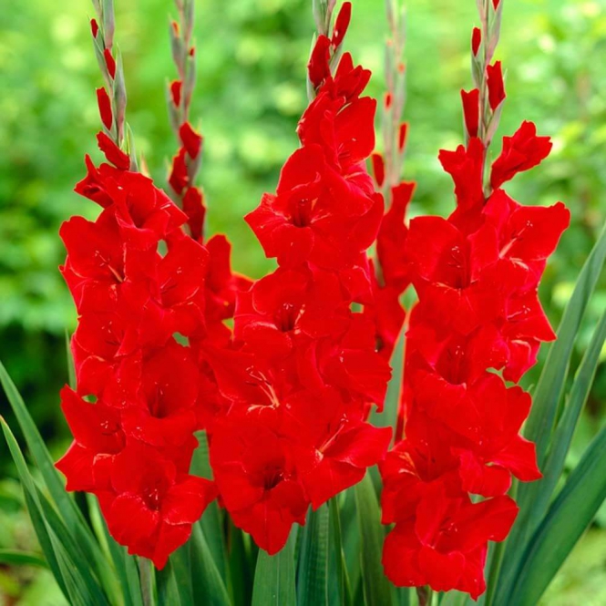 Gladiolus virághagyma - piros 