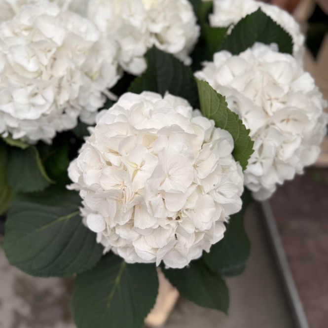 Hydrangea - Hortenzia - Fehér