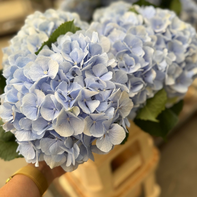 Hydrangea - Hortenzia - Kék