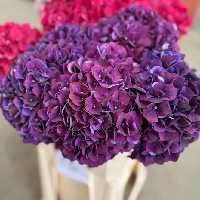 Hydrangea - Hortenzia - Purple - Lila