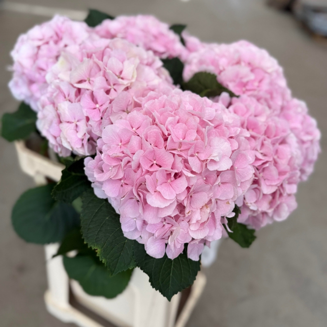Hydrangea - Hortenzia - Rózsaszín