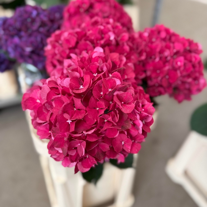 Hydrangea - Hortenzia - Ruby Red - Sötét rózsaszín / Ciklámen