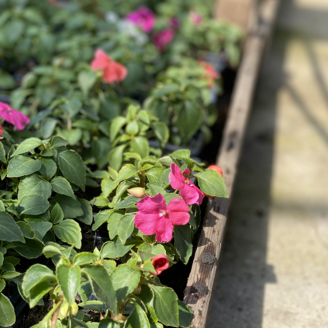 IMPATIENS PIROS