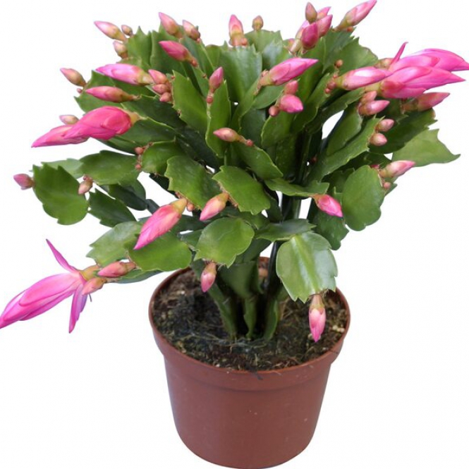 Karácsonyi kaktusz - Kicsi