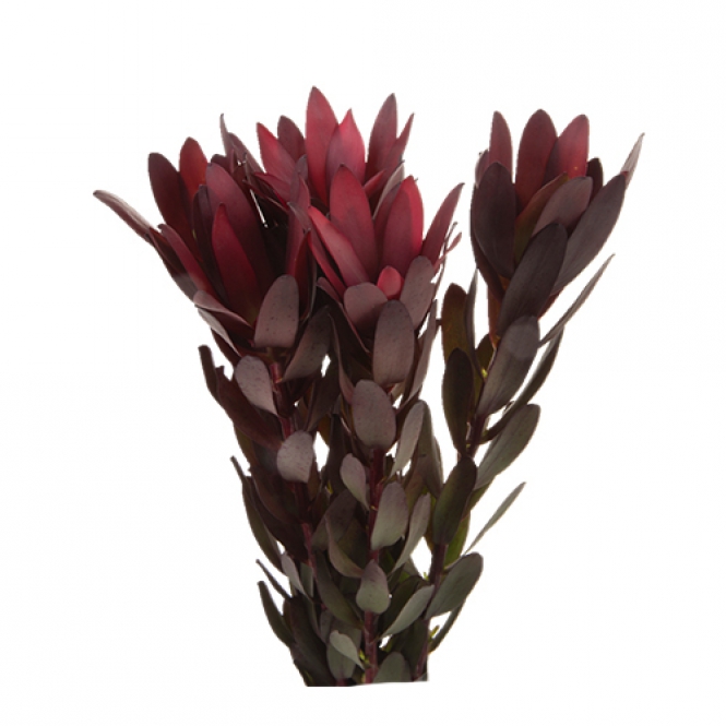 Leucadendron