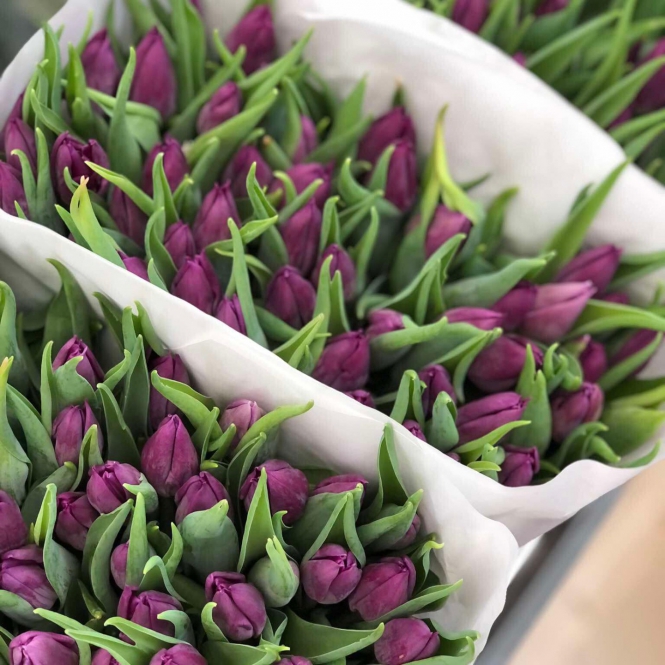 Lila tulipán