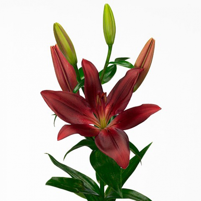 Liliom Forza Red Bord