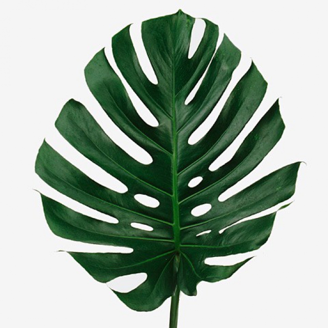 Monstera