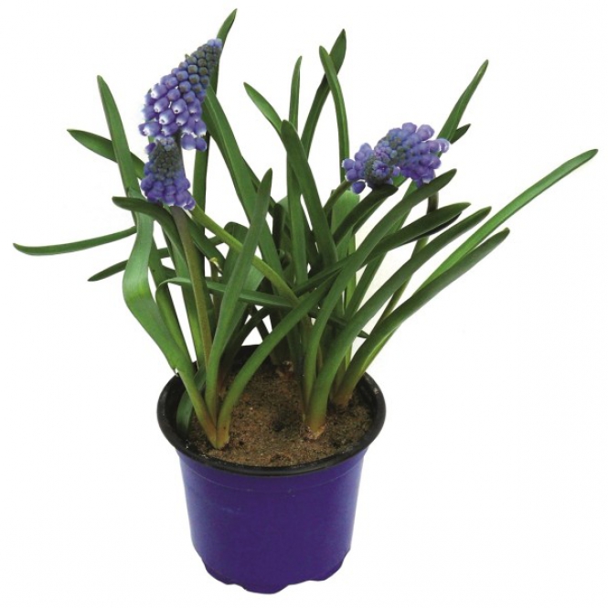 Muscari - Fürtös gyöngyike