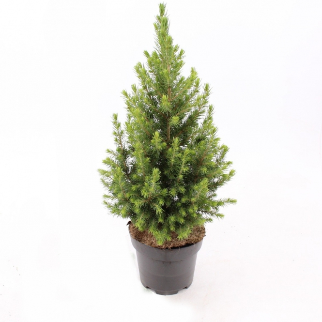 Picea- Cukorsüvegfenyő