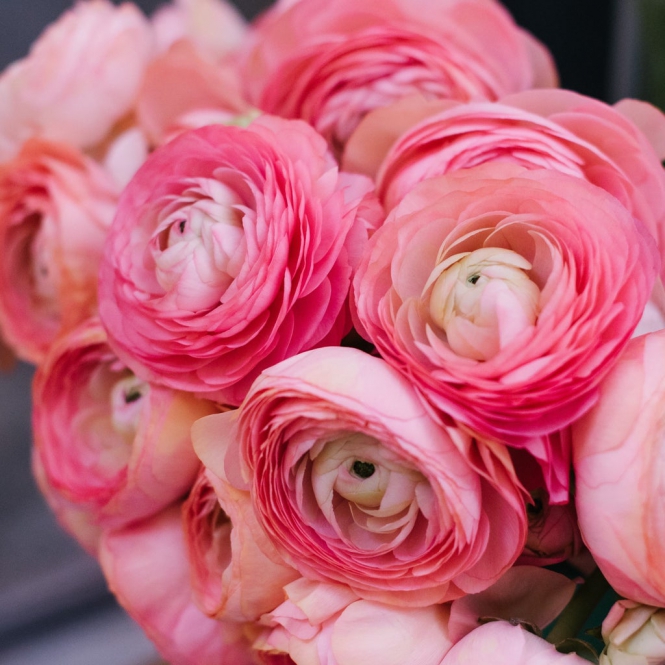 Ranunculus - Boglárka - Rózsaszín
