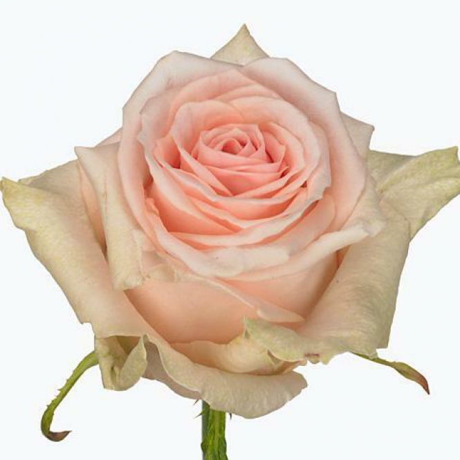 Rózsa - Lovely Dolomit - Világos rózsaszín
