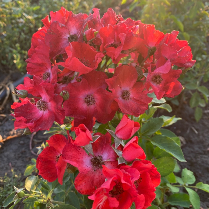 Rózsatő - Amorim red