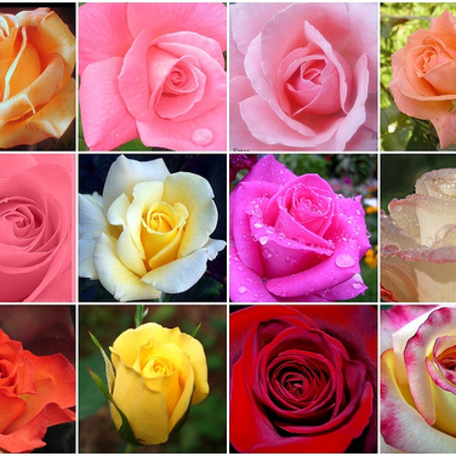 Rózsatő - Kerti látványcsomag