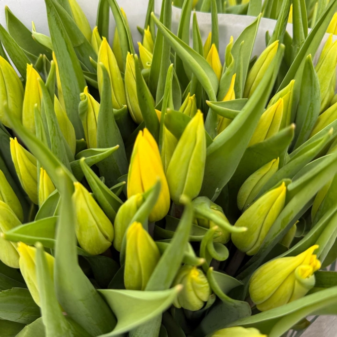 Sárga tulipán