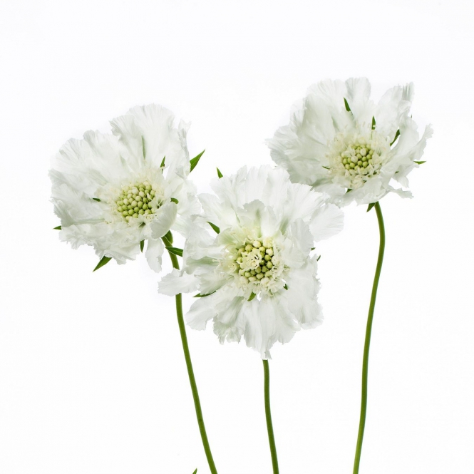 SCABIOSA ÖRDÖGSZEM FEHÉR