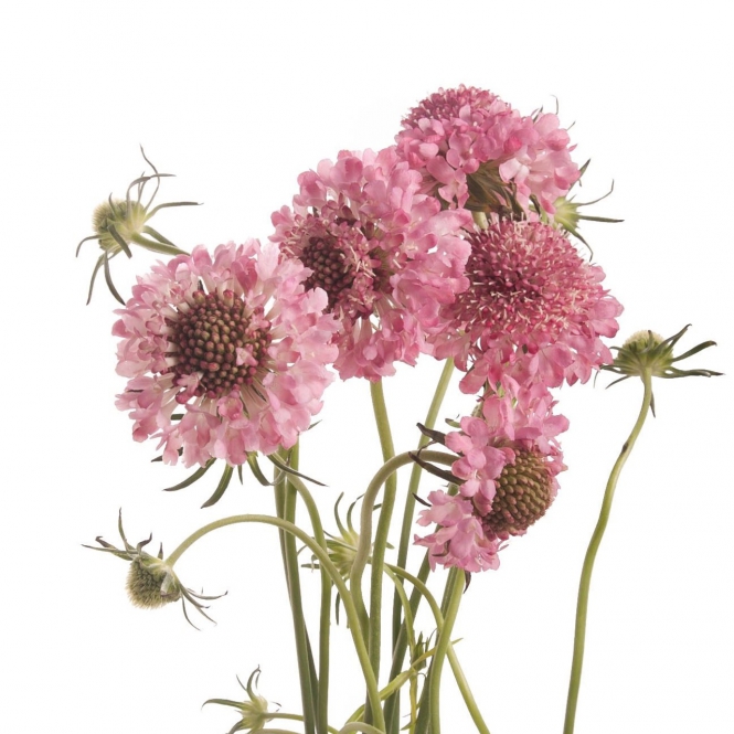 SCABIOSA ÖRDÖGSZEM RÓZSASZÍN