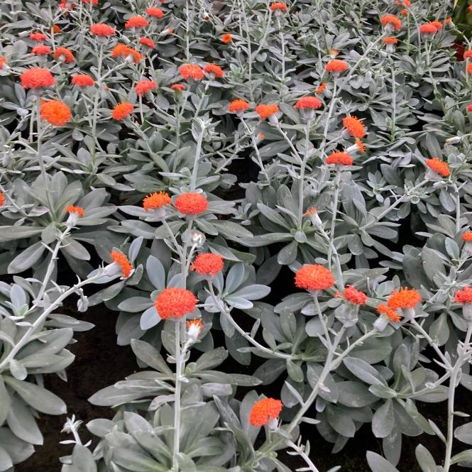 Senecio fulgens - Narancsbogáncs