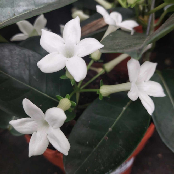 Stephanotis/koszorúfutoka