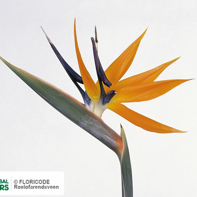 Strelitzia Reginae Bloem - Papagájvirág